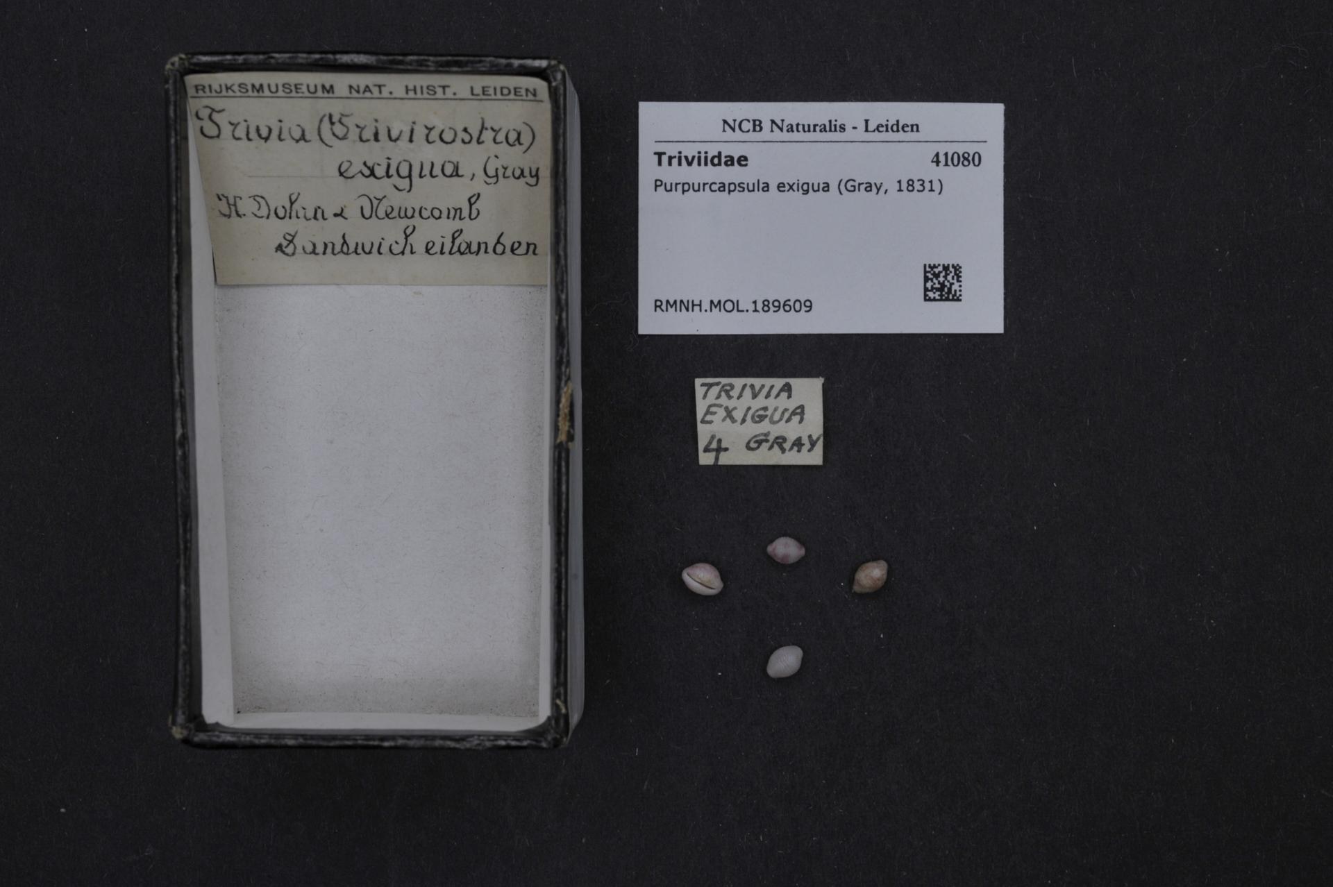 Ein Karton mit einem Etikett steht auf einem Tisch neben einem Papier, das mit "Trivia Exigua 4 Gray" beschriftet ist und einigen kleinen Gegenst├Ąnden.