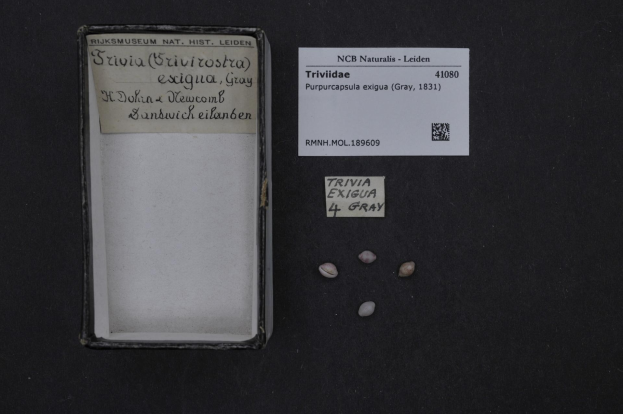 Ein Karton mit einem Etikett steht auf einem Tisch neben einem Papier, das mit "Trivia Exigua 4 Gray" beschriftet ist und einigen kleinen Gegenst├Ąnden.