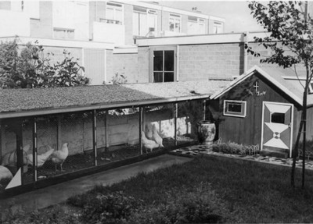 Schwarz-weiß-Foto von Hühnern in einem Freilaufgehege umgeben von Gras, Pflanzen, Bäumen und einem Gebäude mit Fenstern im Hintergrund.