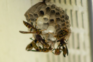Ein Wespennest mit umschwirrenden Honigbienen, vor einem unscharfen Hintergrund.