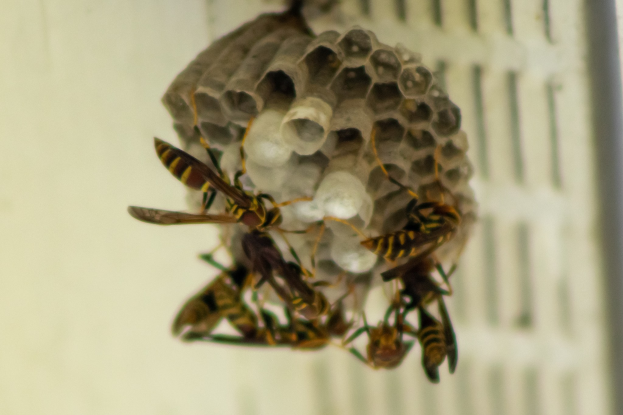 Ein Wespennest mit umschwirrenden Honigbienen, vor einem unscharfen Hintergrund.
