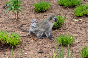 Ein Grüne Meerkatze und ihr Baby sitzen auf dem Boden umgeben von Pflanzen, die Mutter hält das Baby nah an ihre Brust, beide zeigen neugierige Ausdrücke.