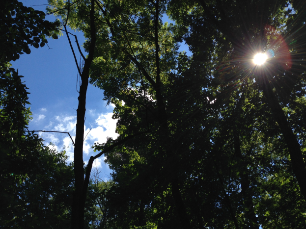 Helltes Sonnenlicht filtert durch einen dichten Wald aus hohen Bäumen und erhellt den Himmel.