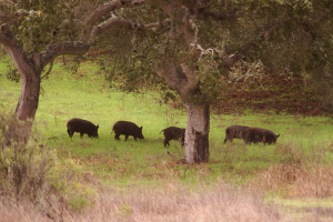 Eine Herde Wildschweine grast auf einer saftig grünen Wiese umgeben von Bäumen und Pflanzen.