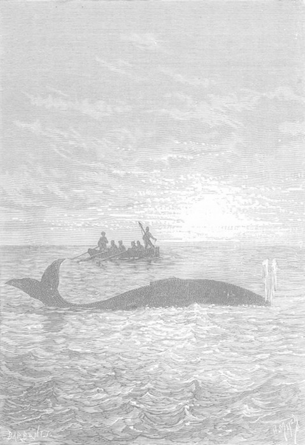 Schwarze und weiße Illustration eines Buckelwals, der im Meer schwimmt, mit einem Boot im Hintergrund, das voller Menschen ist, und dem Text "Buckelwal von William Hogarth" unten.
