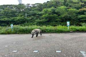 Ein Wildschwein durchquert einen Parkplatz neben einem Wald.