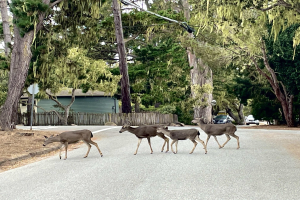 POL-LIP: Kreis Lippe. Vorsicht: Wildtiere auf den Straßen im Lipperland.