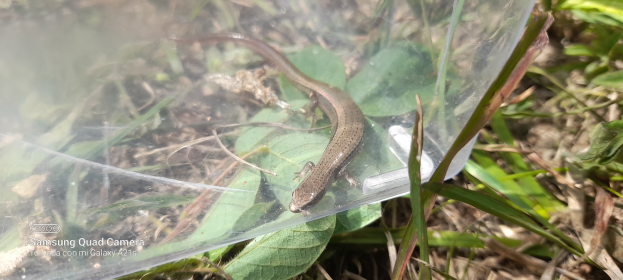 Eine kleine braune Eidechse sitzt auf einem Plastikbeutel umgeben von grünen und getrockneten Blättern auf dem Boden.